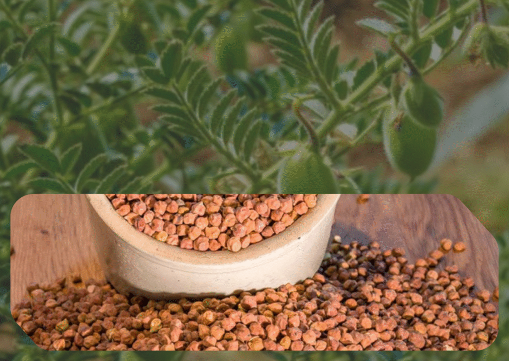 premium desi chana exporters world wide