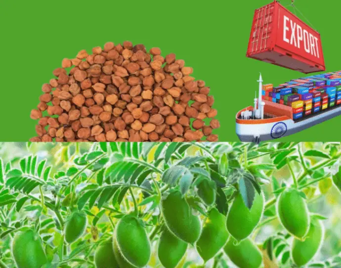 Premium Pulses Exporter India